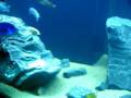videos de Boom's 180 gallon Malawi Cichlids