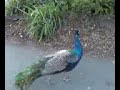 Bernie vs. the Peacock at SF Zoo