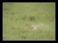 .204 ruger vs gophers