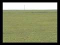 .204 ruger vs gophers
