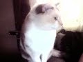 cat turned blue