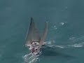 sailing acura miami 10.03.2006