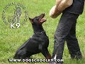 Dobermann Citto von der Wudritz Dobermann Citto von der Wudritz