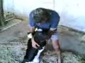 Mosxari gennithike xwris podia3! -A cow borned without legs