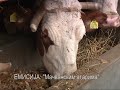 EMISIJA: Mačvanskim atarima - Proizvođači mleka