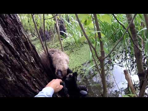 Mężczyzna usłyszał głośny krzyk dochodzący z mokradeł. Nie zastanawiał się ani chwili i ruszył na pomoc.