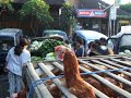 Ubud ??? Market:Ayam Nonton Pedagang Ubud ??? Market:Ayam Nonton Pedagang