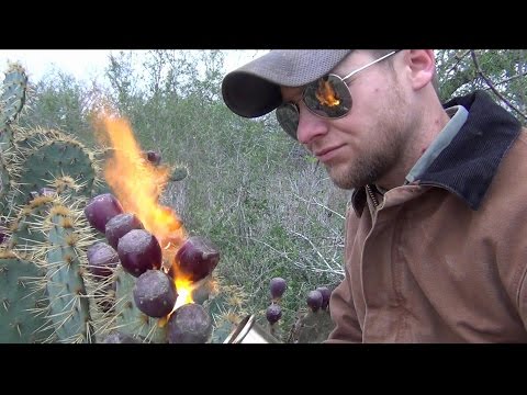 how to harvest prickly pear fruit