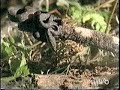 Baby Carpet Python Eating Skink