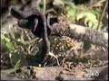Baby-Carpet-Python-E