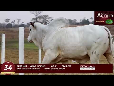 4� De Olho na Fazenda - NELORE AURORA participa��o Chico Paulic�ia