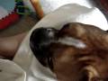videos de Penelope, Bella and the play gym (2 weeks)