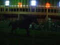 Hungarian sporthorse mare for sale