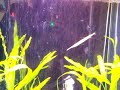 Hungry needle nose fish attacks a goldfish
