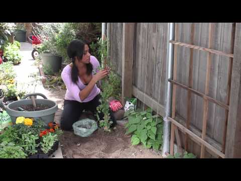 how to harvest snap peas