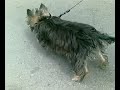 Un catel simpatic. Pacat ca e ungur