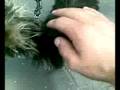 videos de Un catel simpatic. Pacat ca e ungur