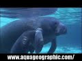 ????? Manatee HD ????? Manatee HD