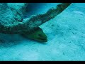 Green Moray Eel Green Moray Eel