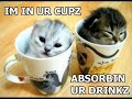 Crasy Crasy cats Crasy Crasy cats