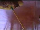 Bengal kitten vs. big black Cat #3