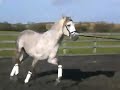 Bing trot left