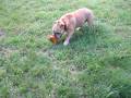 videos de Chew Toy