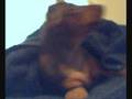 Miniature Pinscher Puppies for sale.