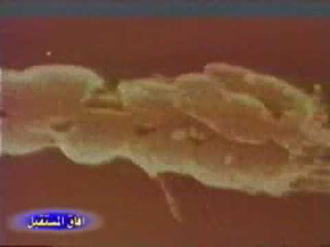 خصية