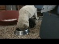 Spanish water dog puppy from Cantabria´s litter whit one month