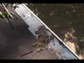 Gutter Guard Test Results