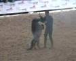 Bartolo&Romeo Verona Fieracavalli 2007