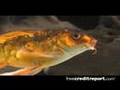 FreeCreditReport.com 'Fish Eyes' Commercial