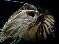 Nautilus (cephalopod) swimming