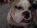 ENGLSIH BULLDOGS AND BABIES