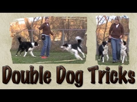 dog ^