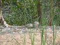 Smooth-coated otters at Sungei Buloh Wetlands Reserve Visitor Centre