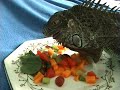 Iguana behaviour - feeding Iguana behaviour - feeding
