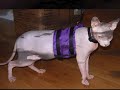 A psychic saw a strange creature in RedheadJokes' womb, was baffled by the look of it, and decided it was a dog. Months later RedheadJokes adopted her adult Sphynx cat, a very strange creature indeed. This video shares their love connection and their humorous life.Don't miss the picture after the credits.Cat dander, or skin flakes, as well as their saliva and urine, can cause an allergic reaction in humans. The animal hair is not considered to be a very significant allergen, however, the hair or fur can collect pollen, dust, mold, and other allergens.
