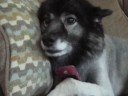 Keeshond Growls at AT&T Dropped Call Keeshond Growls at AT&T Dropped Call