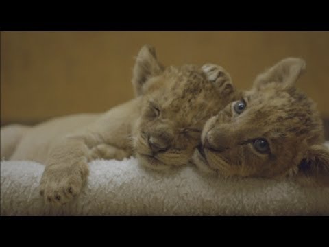 Four cute lion cubs born in Washington National Zoo