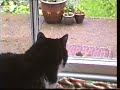 Our cat Missy with two Stoats Our cat Missy with two Stoats