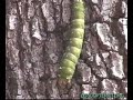 Imperial Silk Moth Caterpillar - the Final Journey