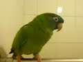 BABY conure ?? parrot ???? PET ?? Bird