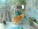 猫のみーこI