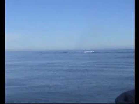 blue whale