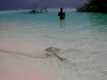 Maldives stingray chase
