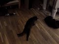 Snuffe jagar pricken.MP4