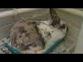 Winny Dwarf lop x lionhead Rabbit