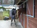 Romanesque & Maestro - Gelding & Stallion
